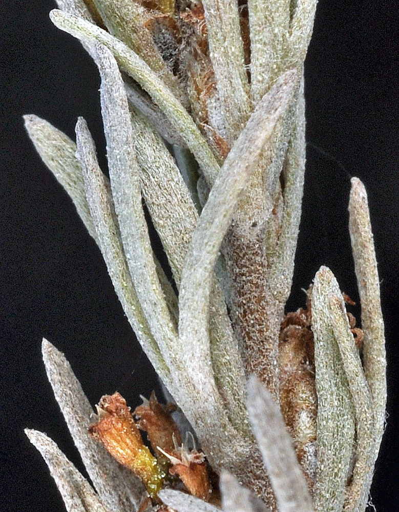 Flora of Eastern Washington Image: Artemisia rigida