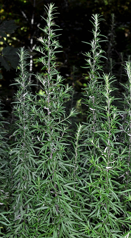 Flora of Eastern Washington Image: Artemisia vulgaris