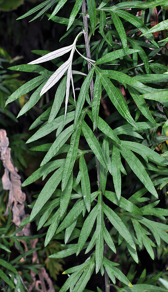 Flora of Eastern Washington Image: Artemisia vulgaris