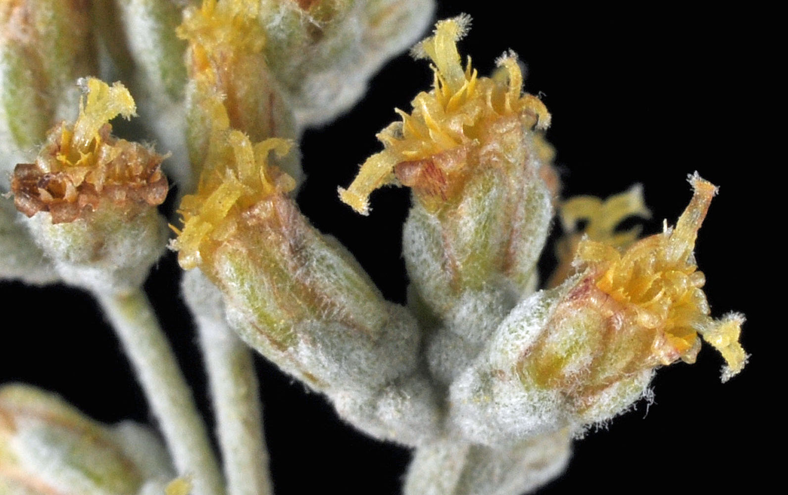 Flora of Eastern Washington Image: Artemisia tridentata