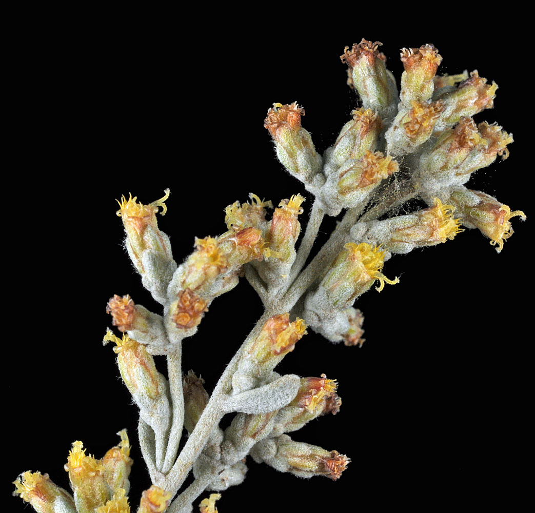 Flora of Eastern Washington Image: Artemisia tridentata