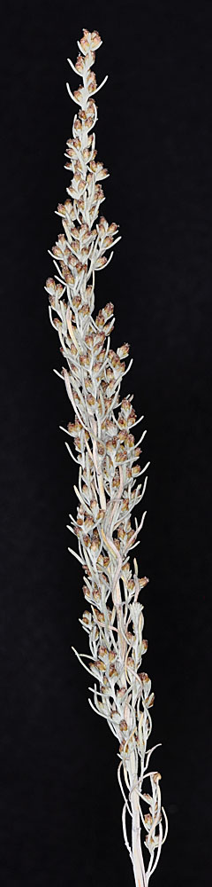 Flora of Eastern Washington Image: Artemisia tripartita