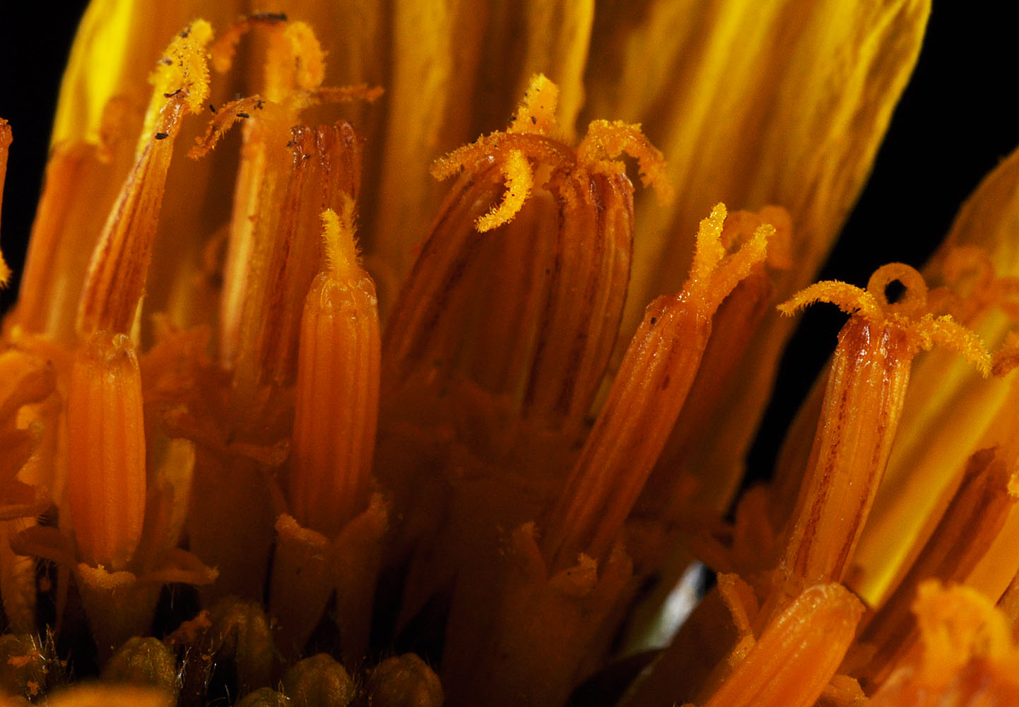 Flora of Eastern Washington Image: Balsamorhiza hookeri