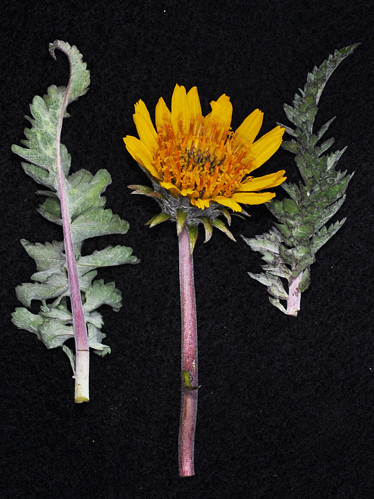 Flora of Eastern Washington Image: Balsamorhiza hookeri