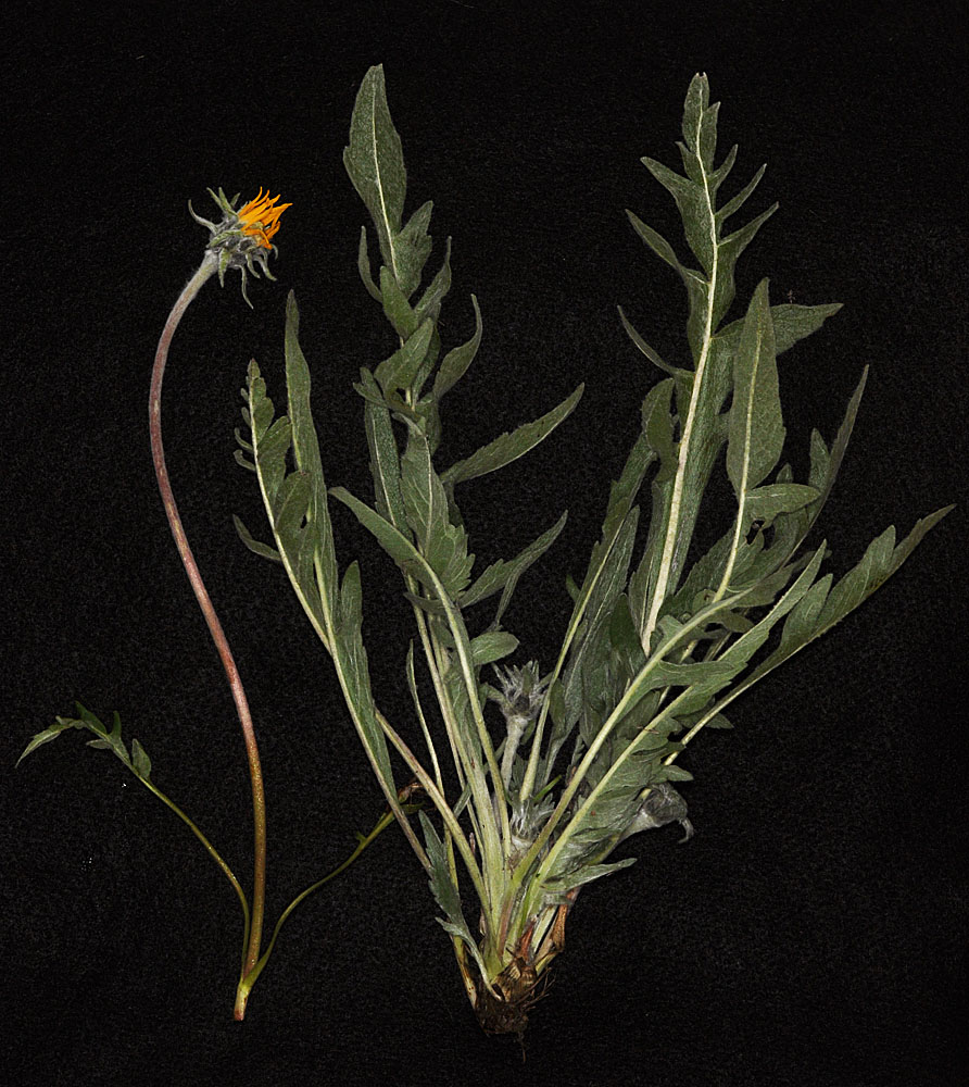 Flora of Eastern Washington Image: Balsamorhiza incana
