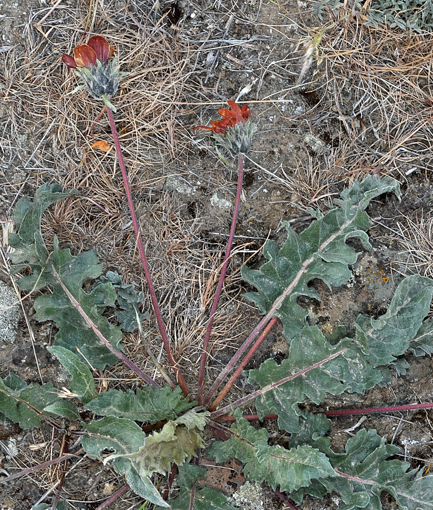 Flora of Eastern Washington Image: Balsamorhiza rosea