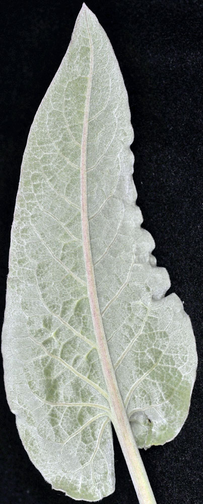Flora of Eastern Washington Image: Balsamorhiza sagittata