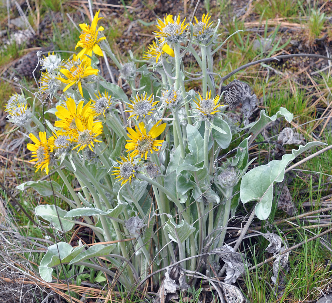 Flora of Eastern Washington Image: Balsamorhiza sagittata