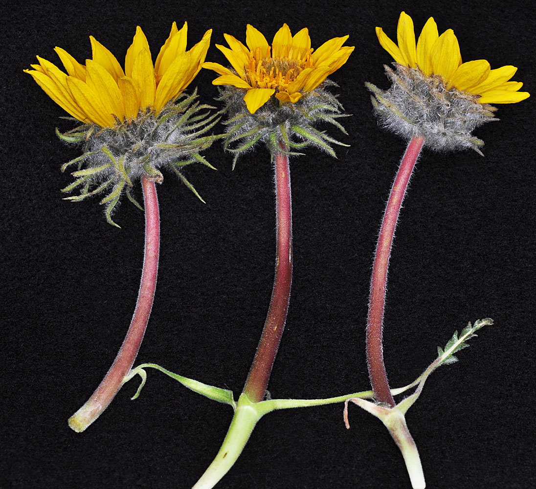 Flora of Eastern Washington Image: Balsamorhiza serrata