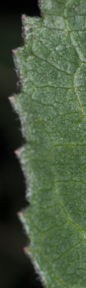 Flora of Eastern Washington Image: Balsamorhiza serrata