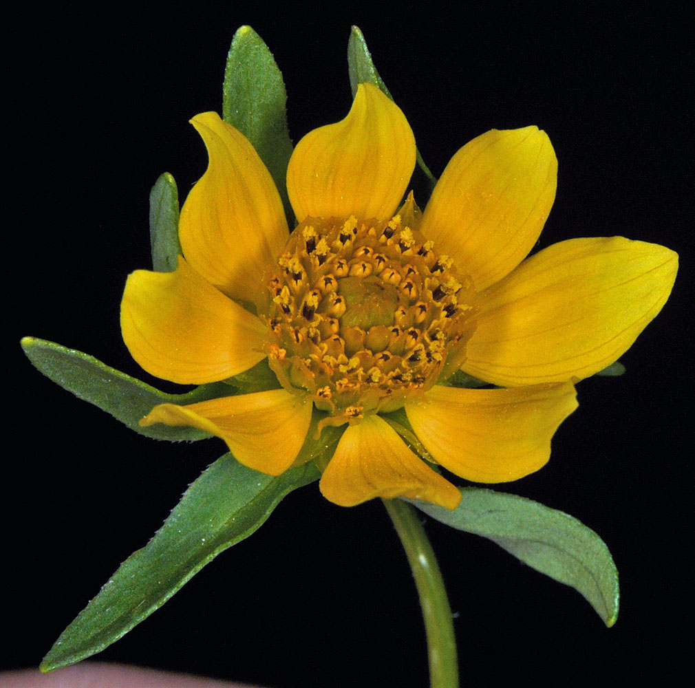 Flora of Eastern Washington Image: Bidens cernua