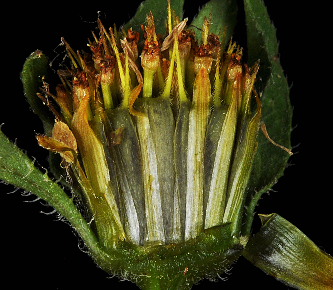 Flora of Eastern Washington Image: Bidens frondosa