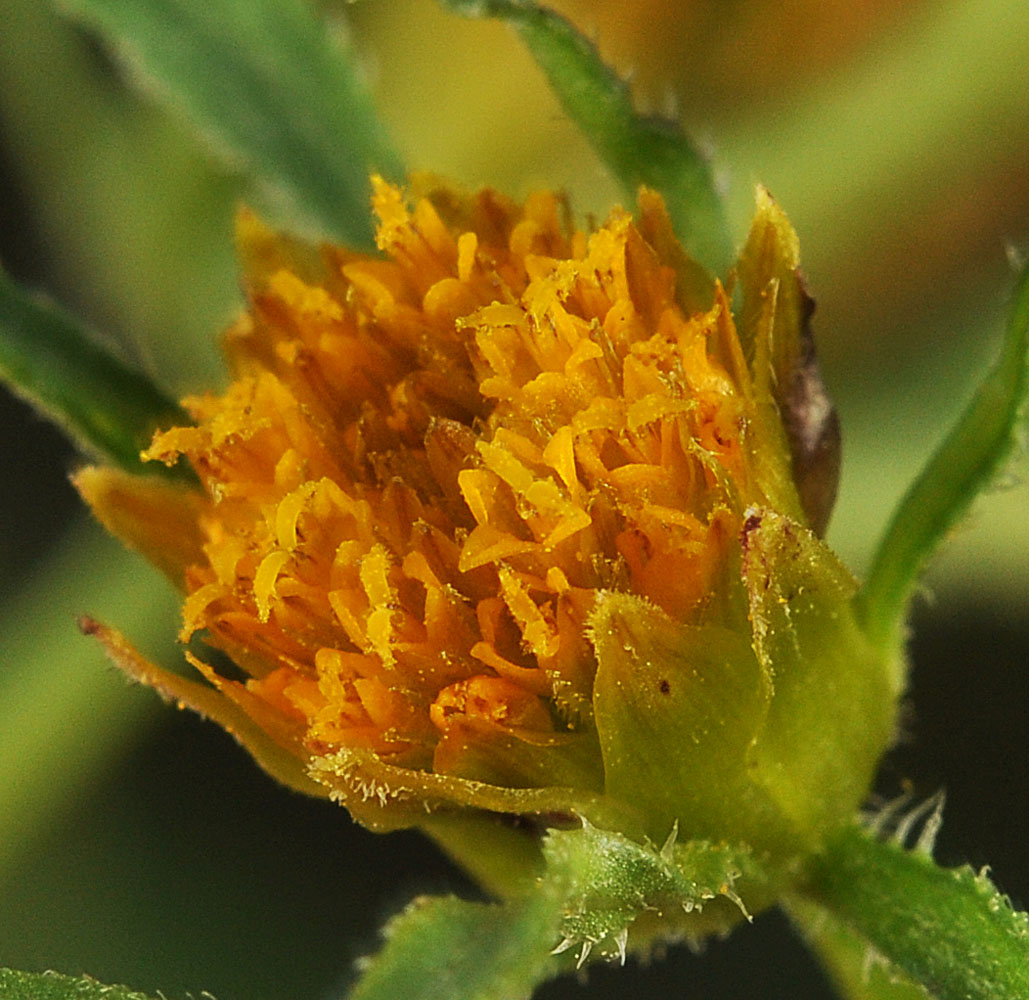 Flora of Eastern Washington Image: Bidens frondosa
