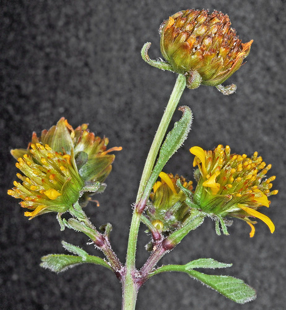 Flora of Eastern Washington Image: Bidens tripartita