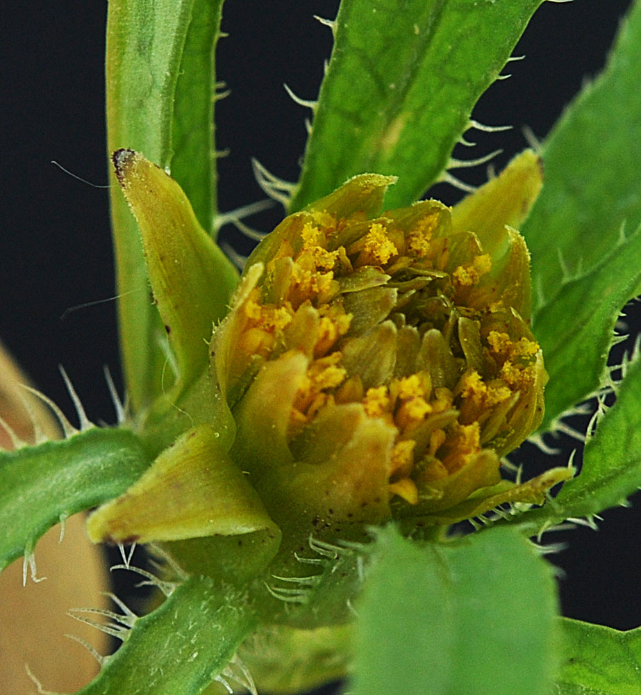Flora of Eastern Washington Image: Bidens vulgata