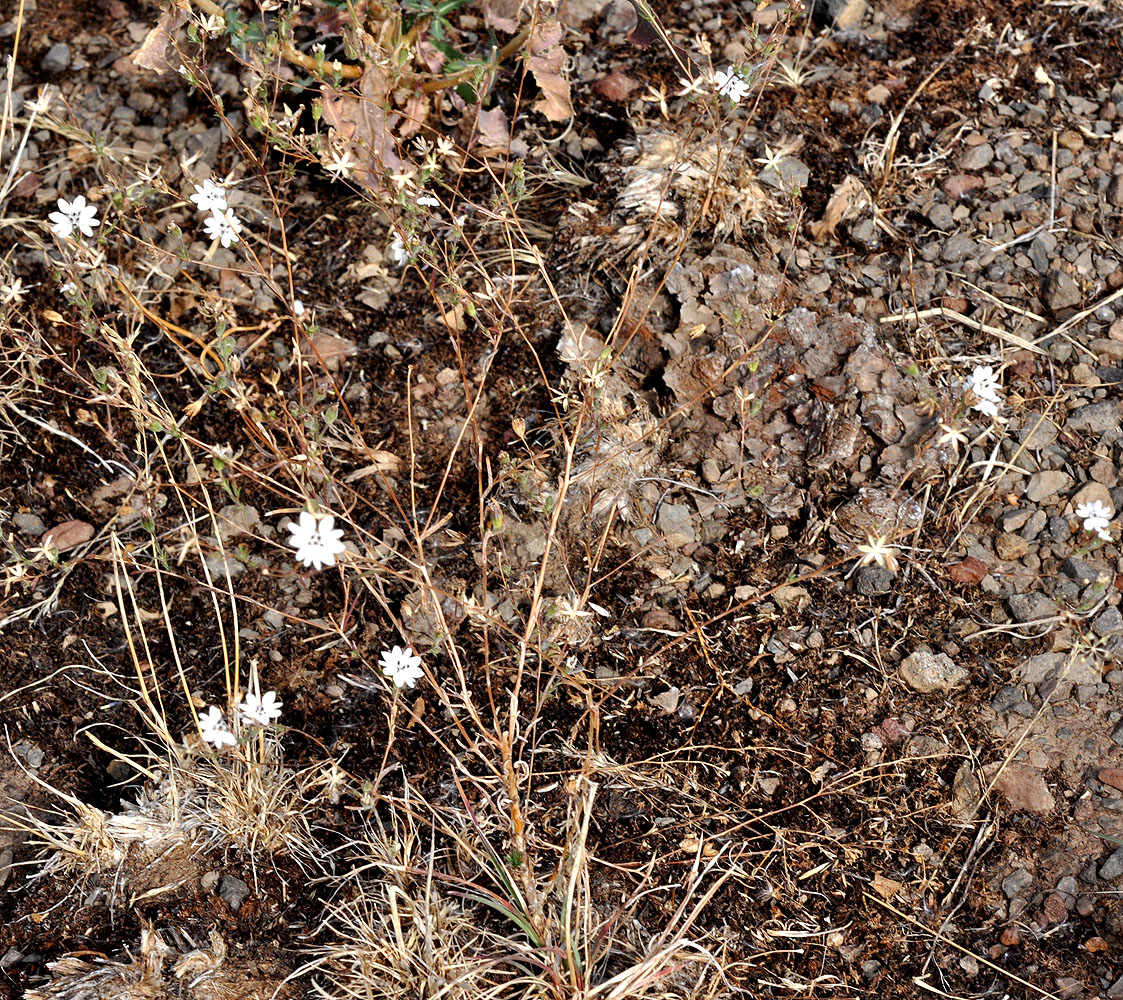 Flora of Eastern Washington Image: Blepharipappus scaber
