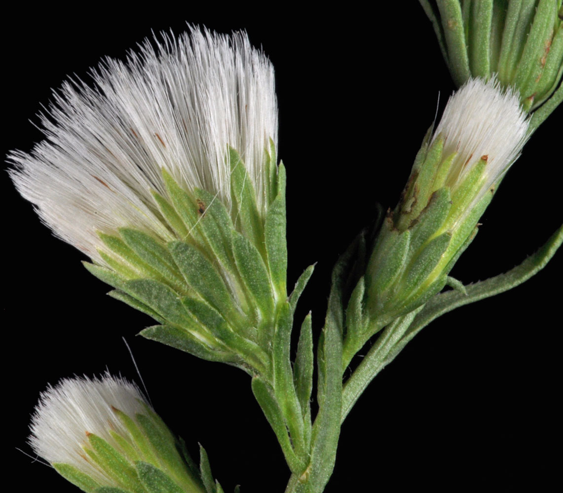 Flora of Eastern Washington Image: Symphyotrichum ciliatum