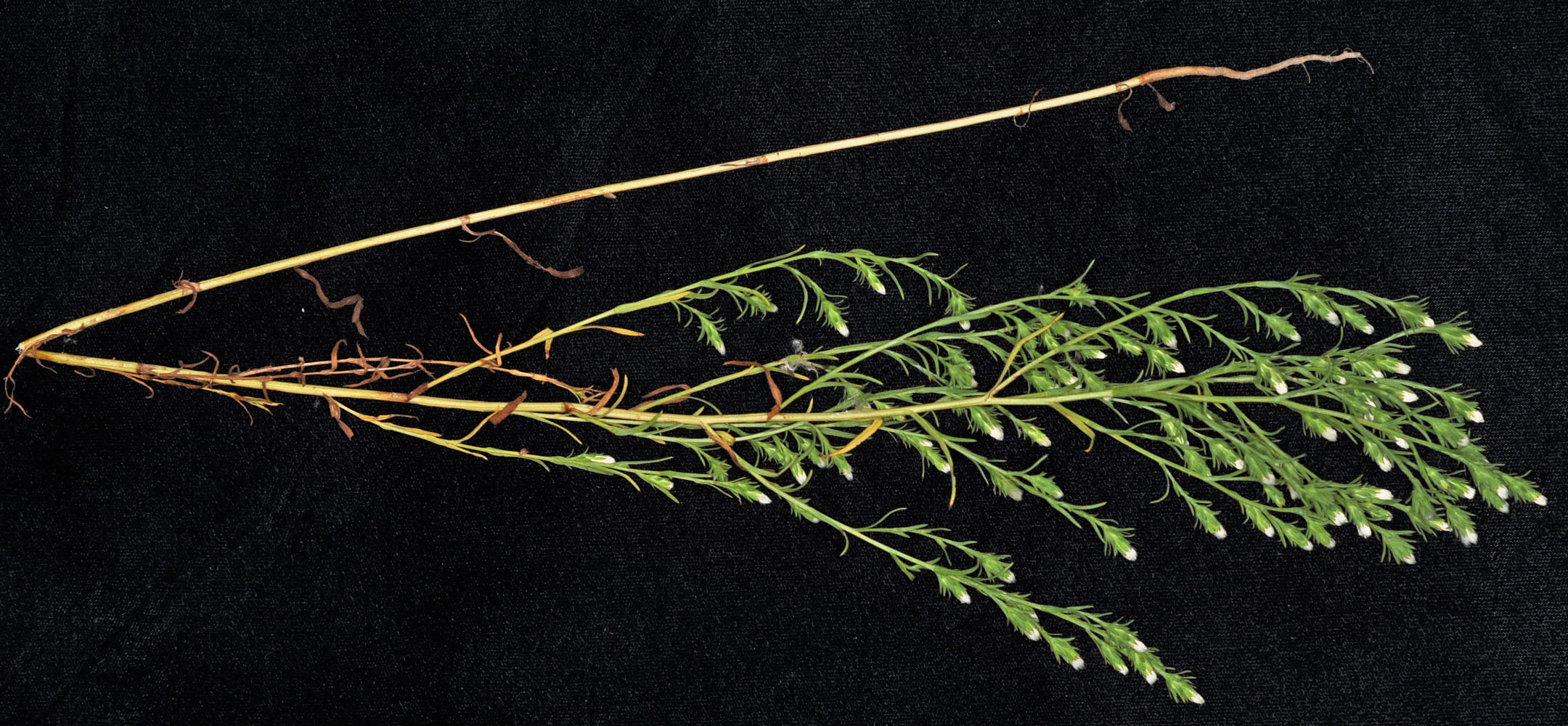 Flora of Eastern Washington Image: Symphyotrichum ciliatum