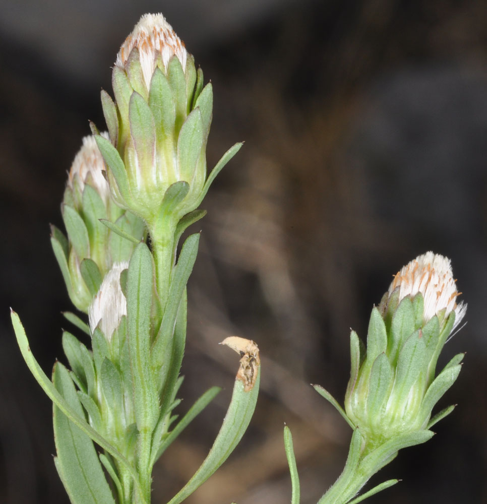 Flora of Eastern Washington Image: Symphyotrichum frondosum