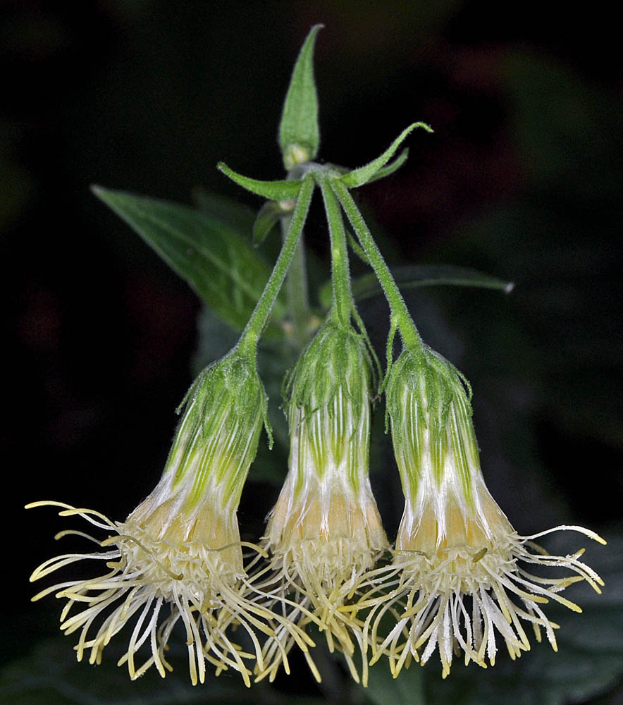 Flora of Eastern Washington Image: Brickellia grandiflora