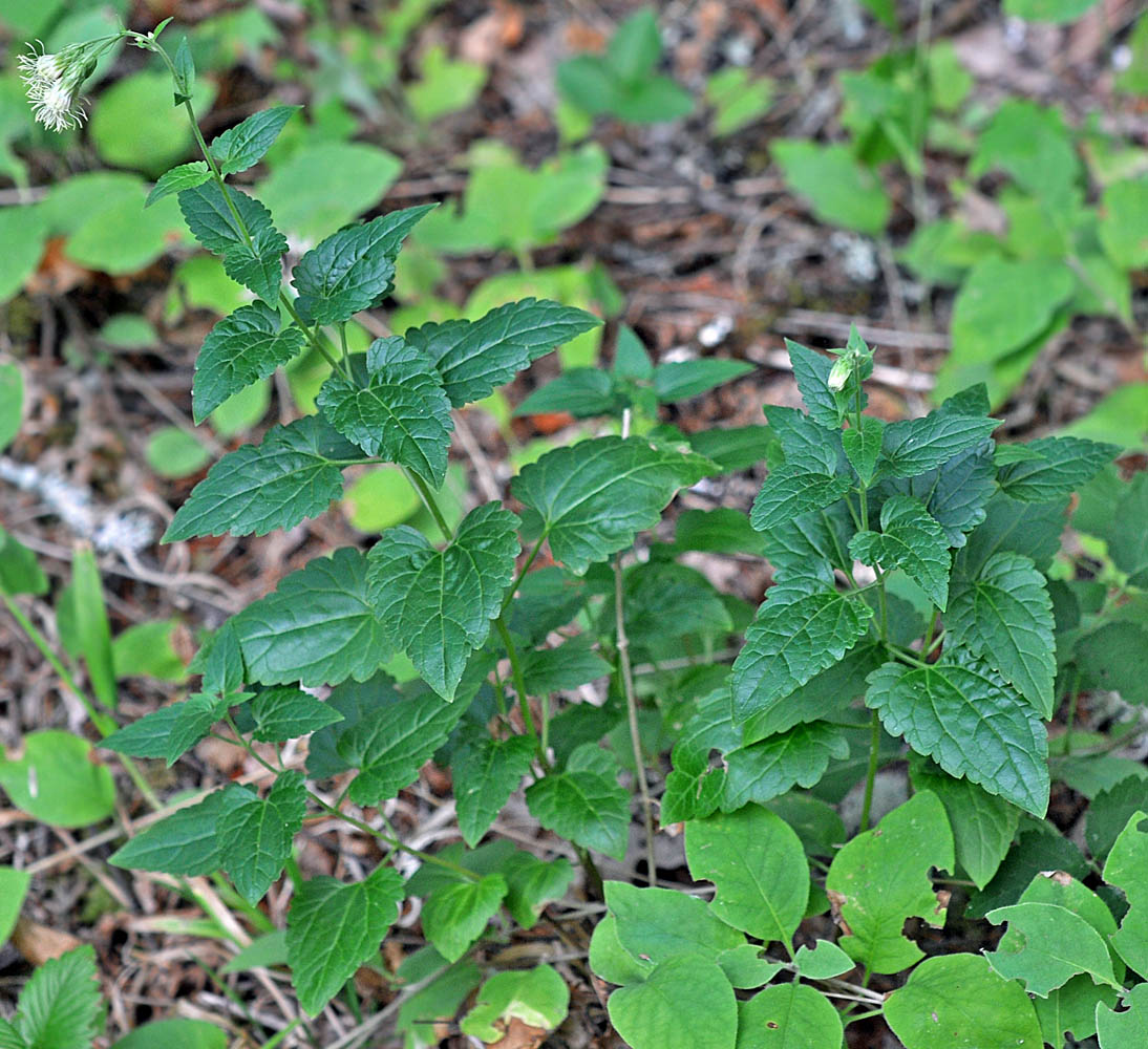 Flora of Eastern Washington Image: Brickellia grandiflora