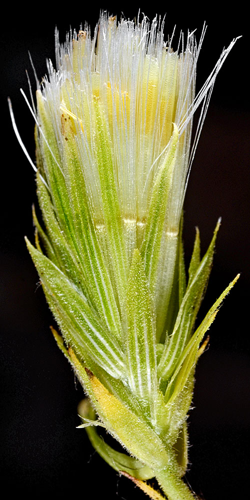 Flora of Eastern Washington Image: Brickellia oblongifolia