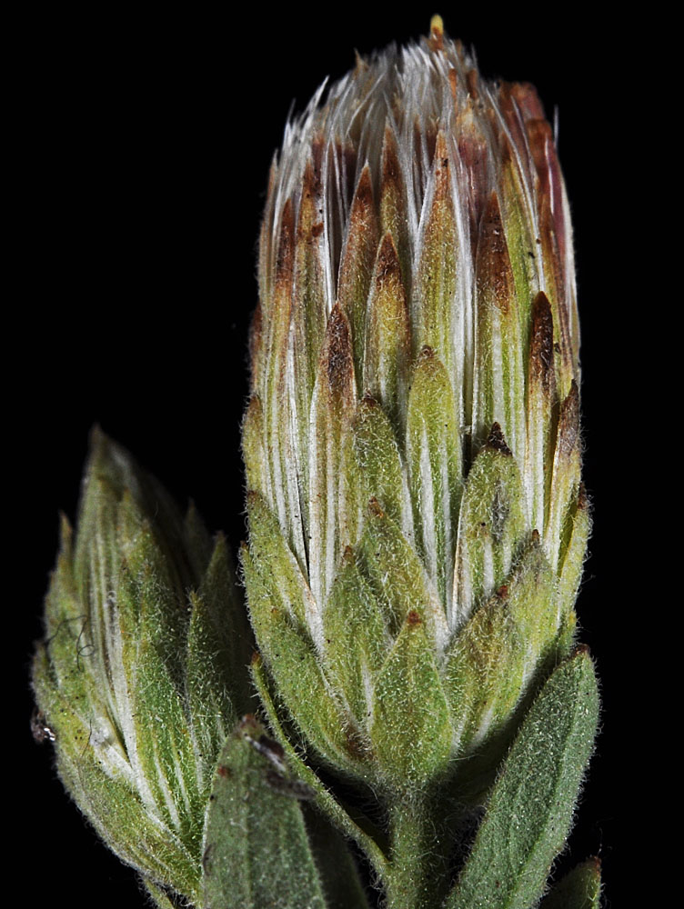 Flora of Eastern Washington Image: Brickellia oblongifolia
