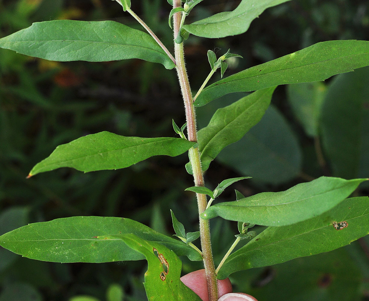 Flora of Eastern Washington Image: Canadanthus modestus