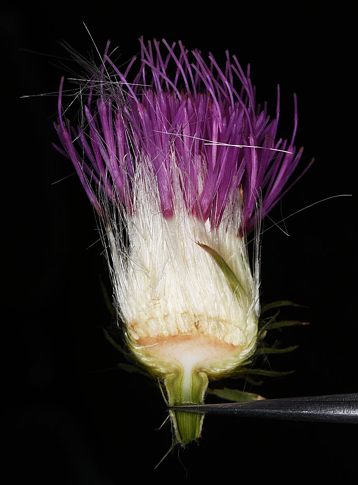 Flora of Eastern Washington Image: Carduus acanthoides