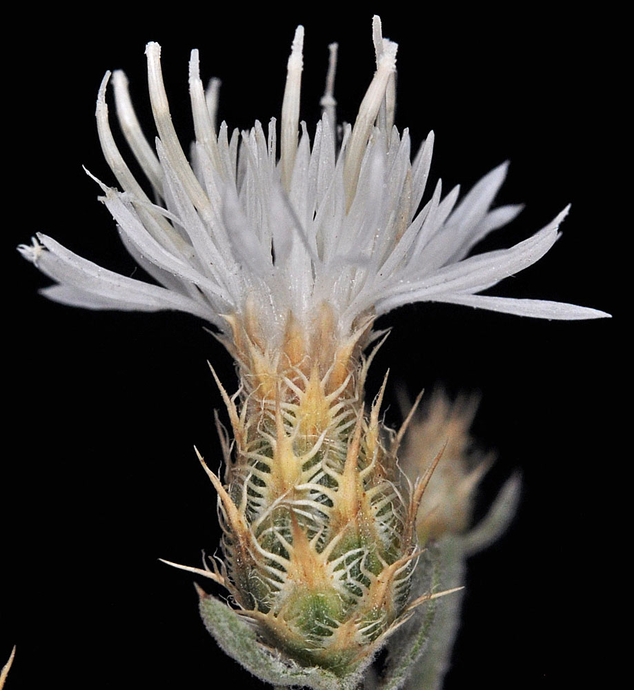 Flora of Eastern Washington Image: Centaurea diffusa