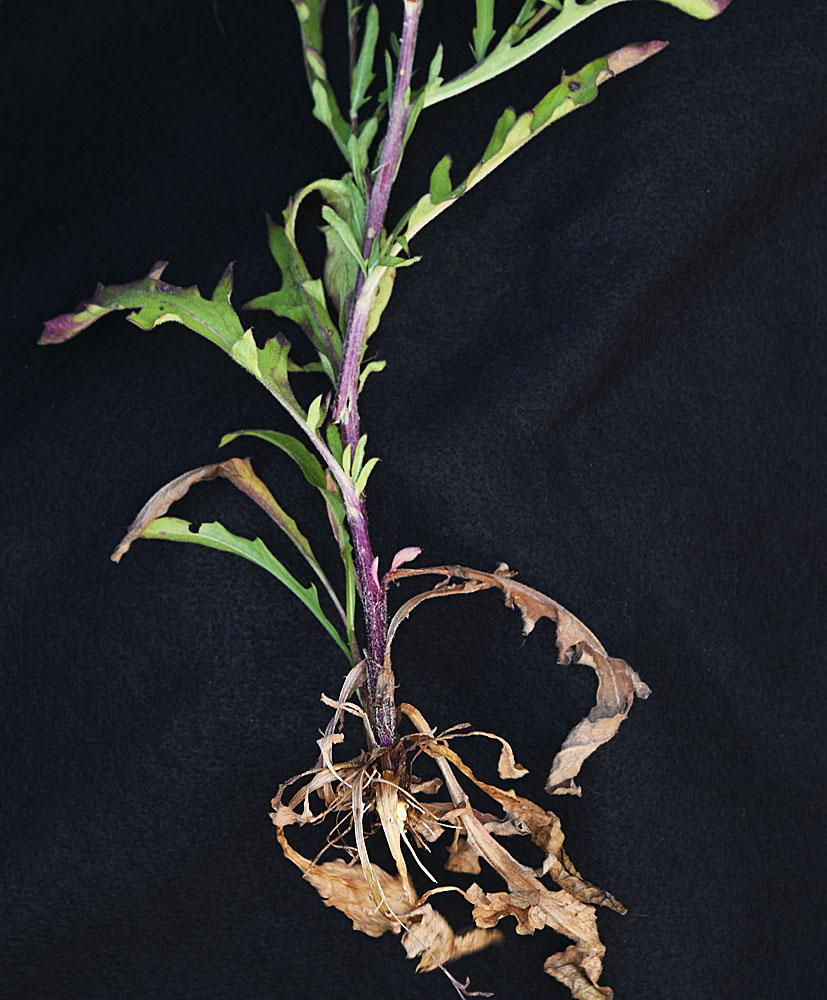 Flora of Eastern Washington Image: Centaurea jacea