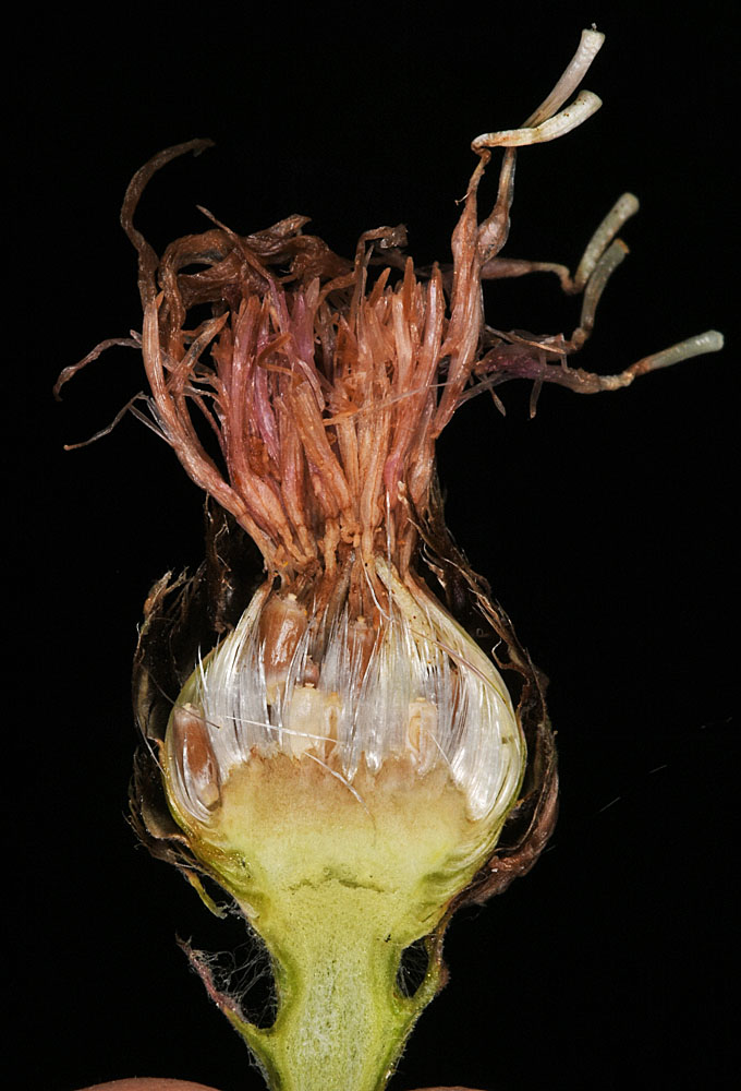 Flora of Eastern Washington Image: Centaurea jacea