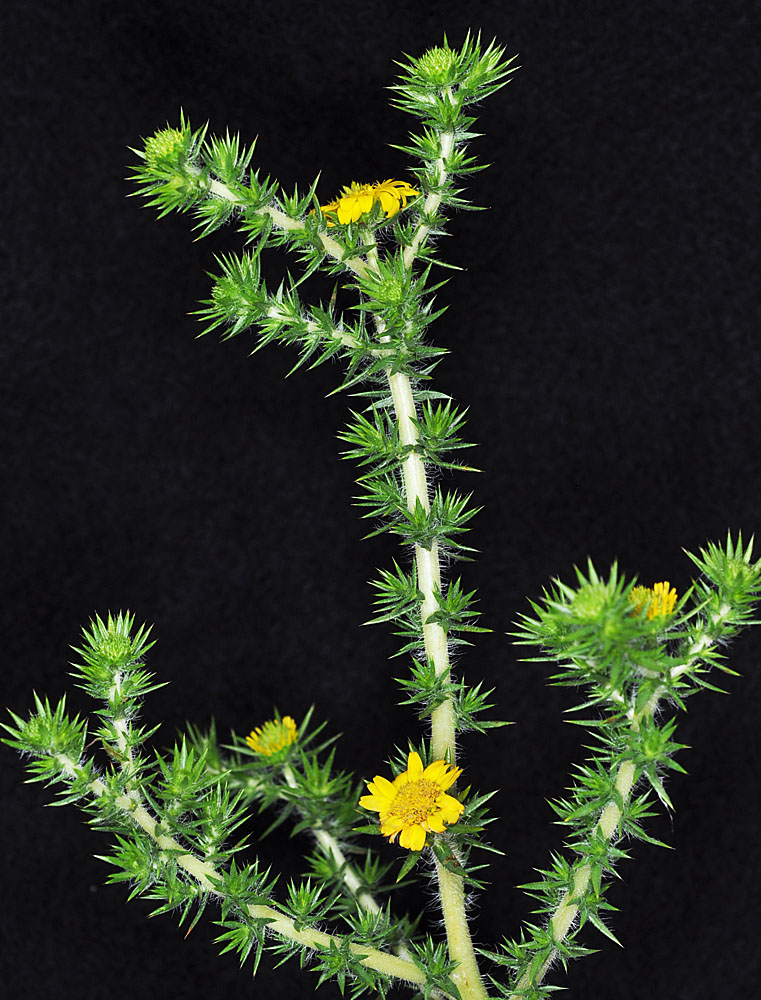 Flora of Eastern Washington Image: Centromadia pungens
