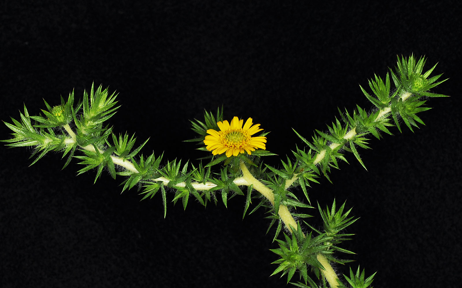 Flora of Eastern Washington Image: Centromadia pungens