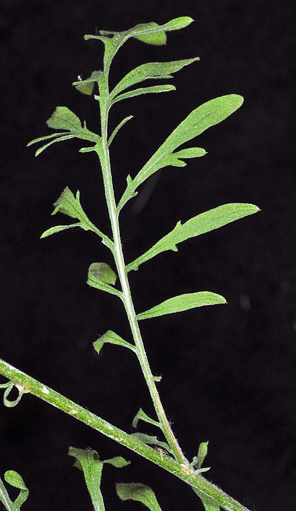 Flora of Eastern Washington Image: Centaurea stoebe