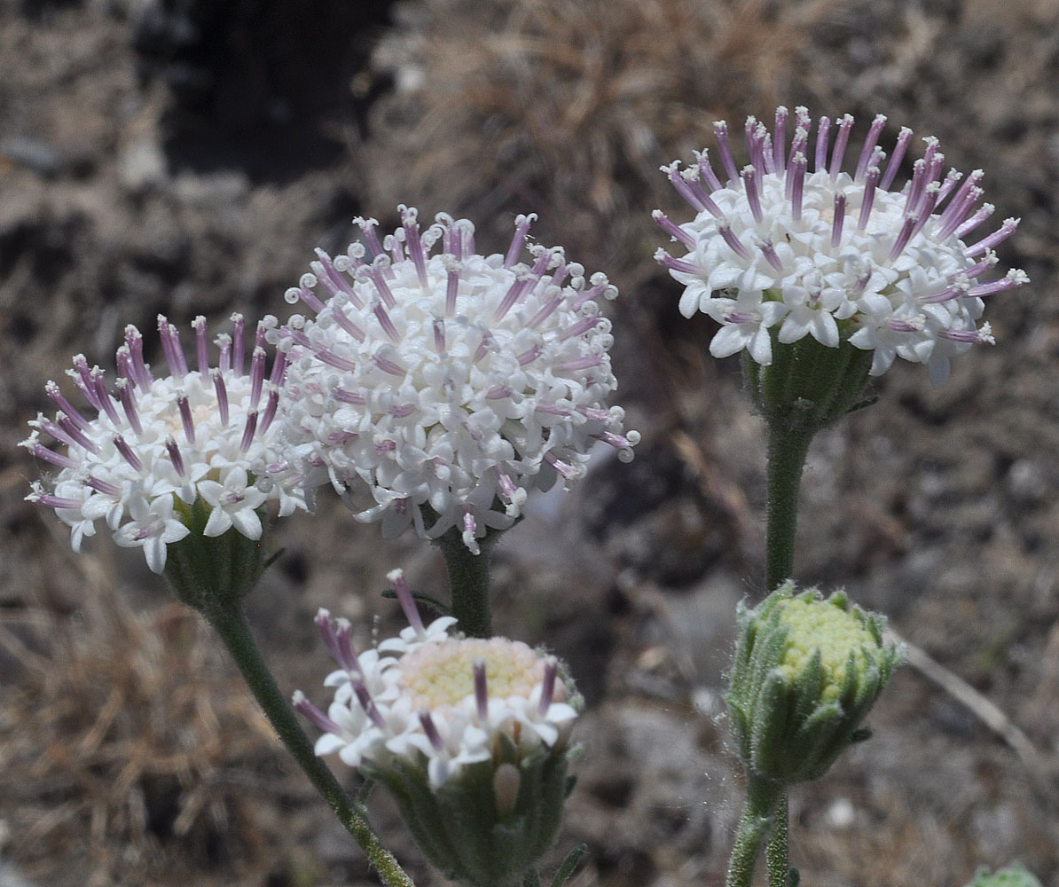 Flora of Eastern Washington Image: Chaenactis douglasii
