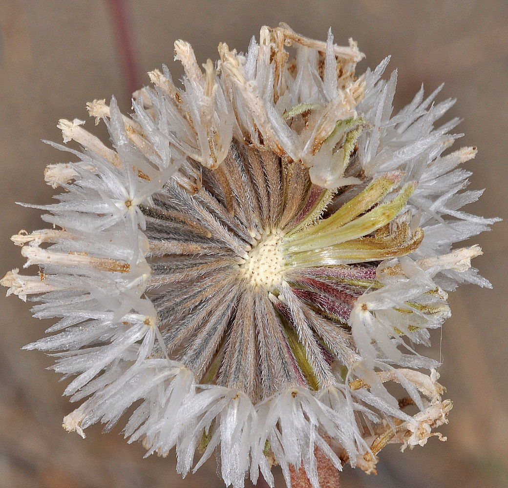 Flora of Eastern Washington Image: Chaenactis douglasii