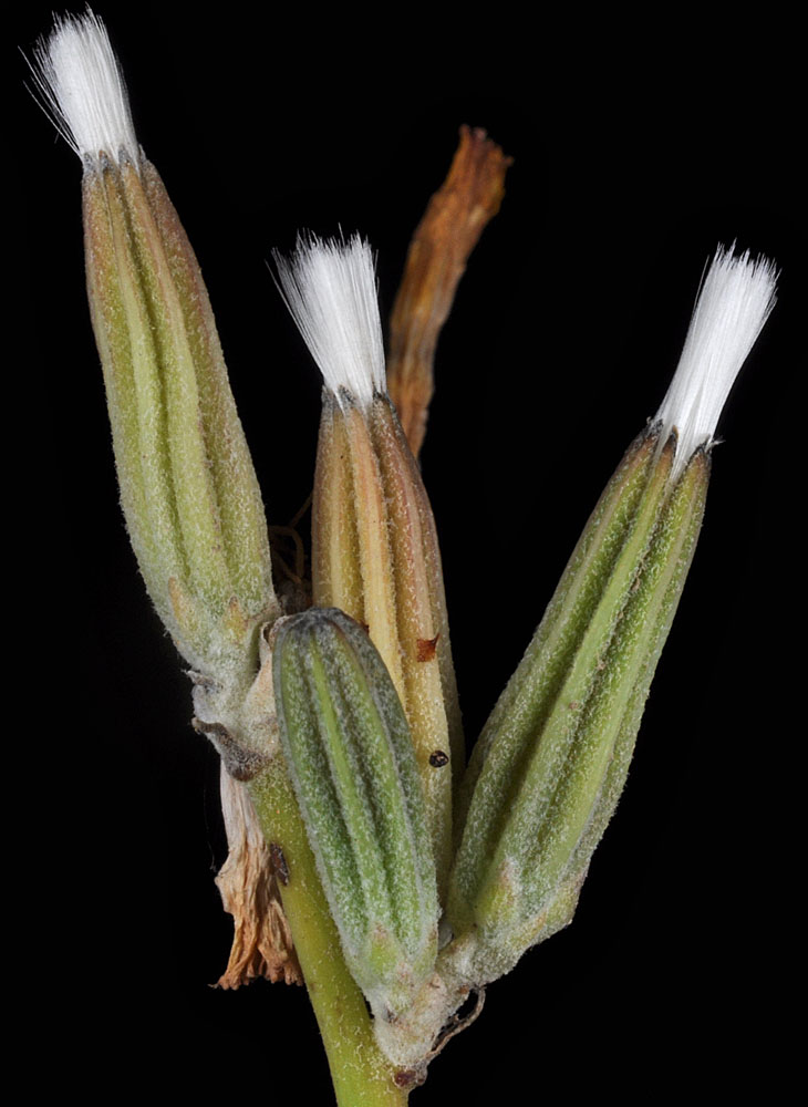 Flora of Eastern Washington Image: Chondrilla juncea