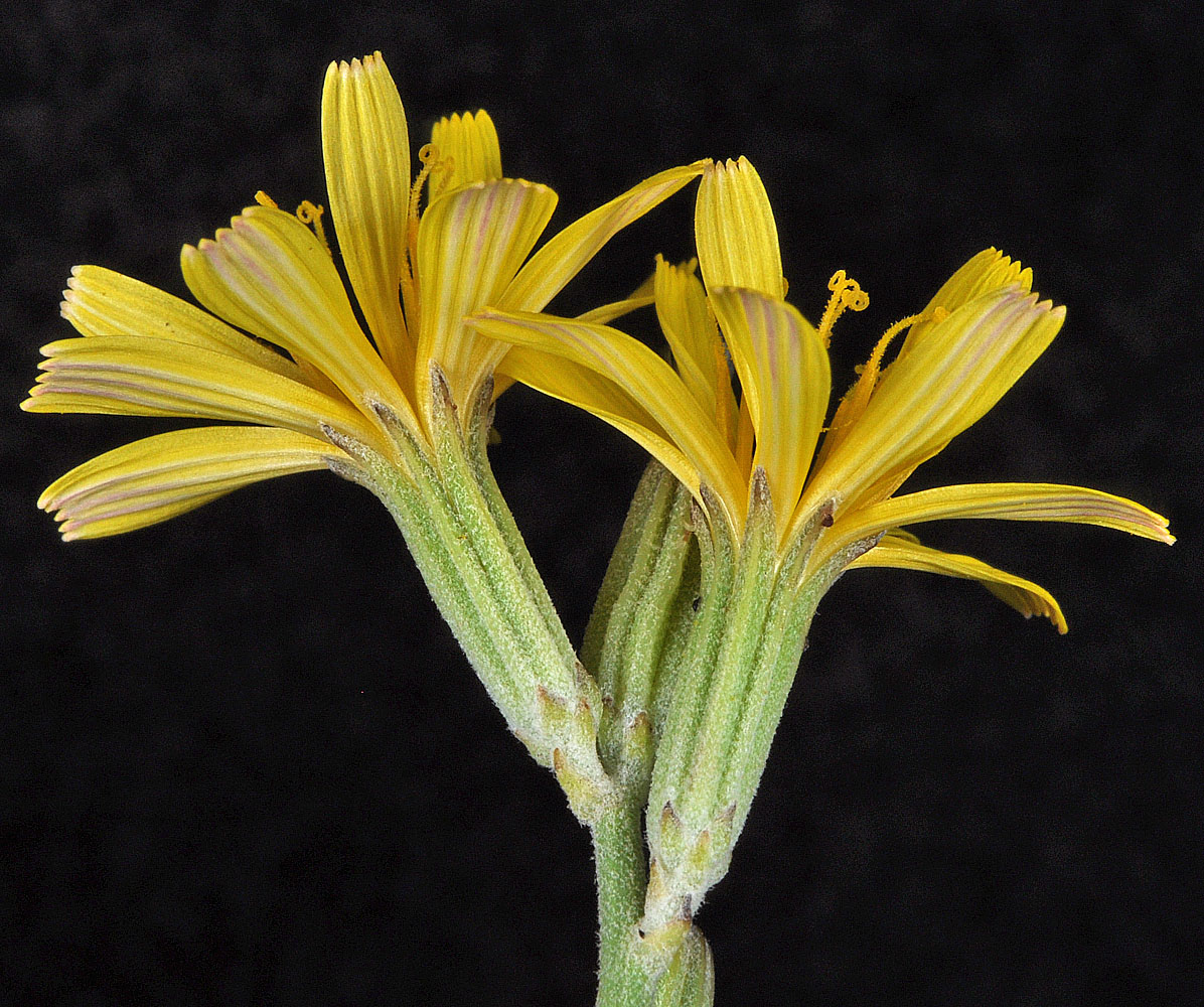 Flora of Eastern Washington Image: Chondrilla juncea