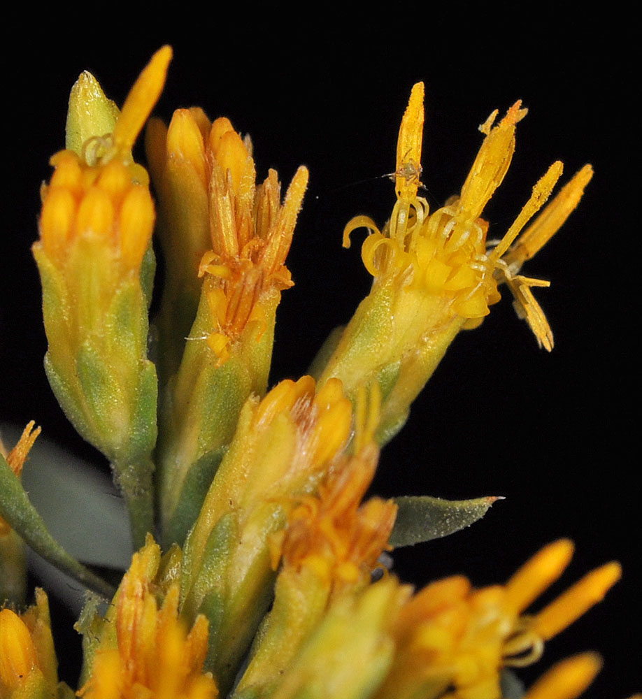 Flora of Eastern Washington Image: Chrysothamnus viscidiflorus