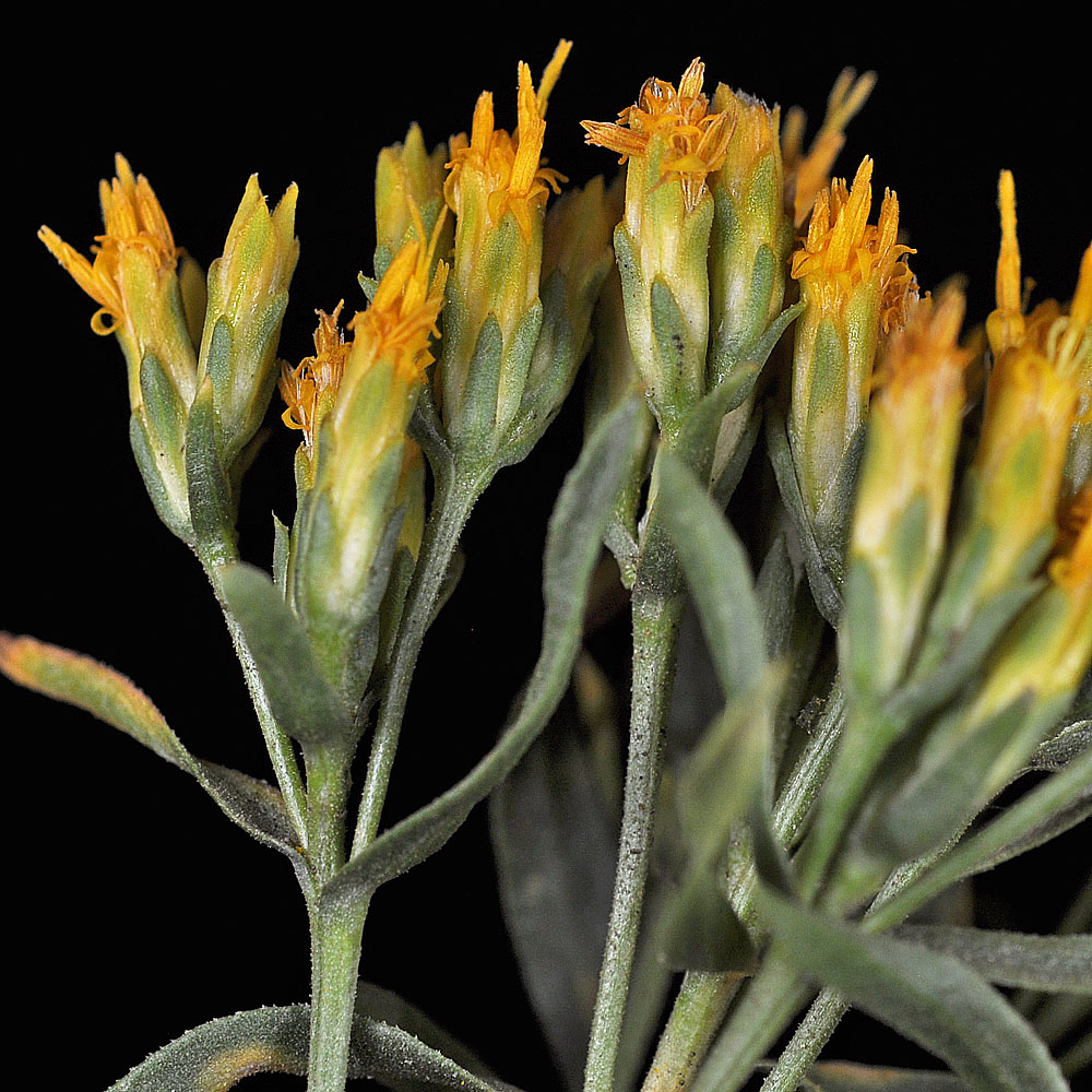 Flora of Eastern Washington Image: Chrysothamnus viscidiflorus