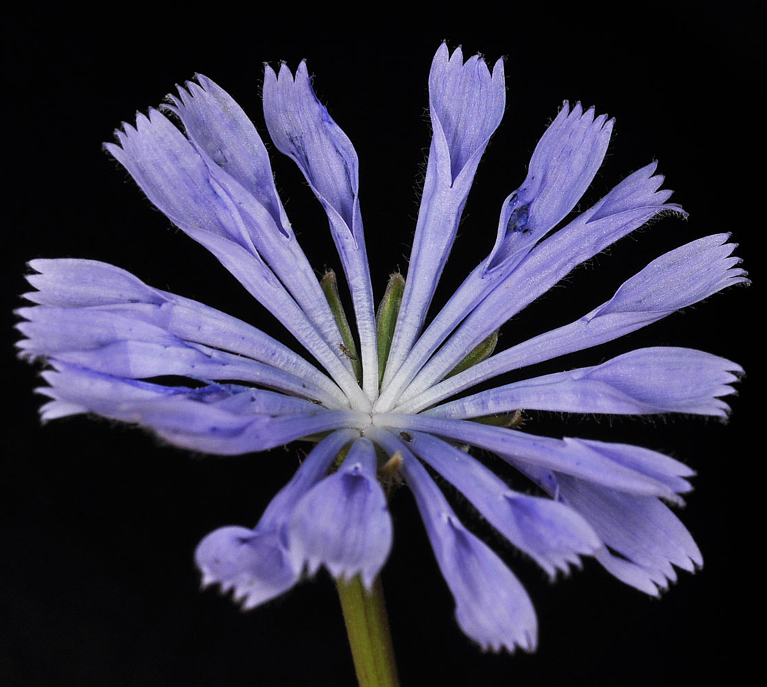 Flora of Eastern Washington Image: Cichorium intybus