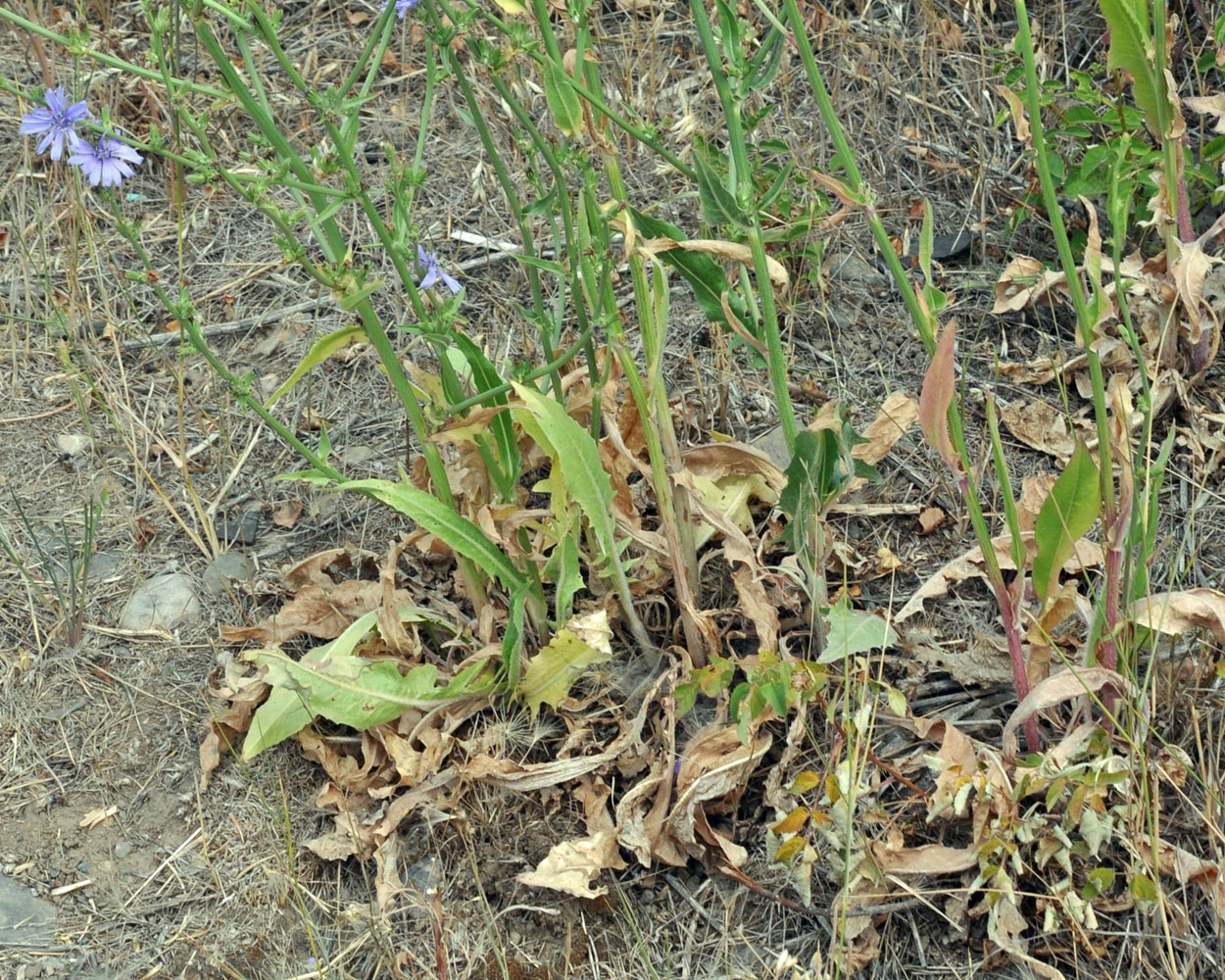 Flora of Eastern Washington Image: Cichorium intybus