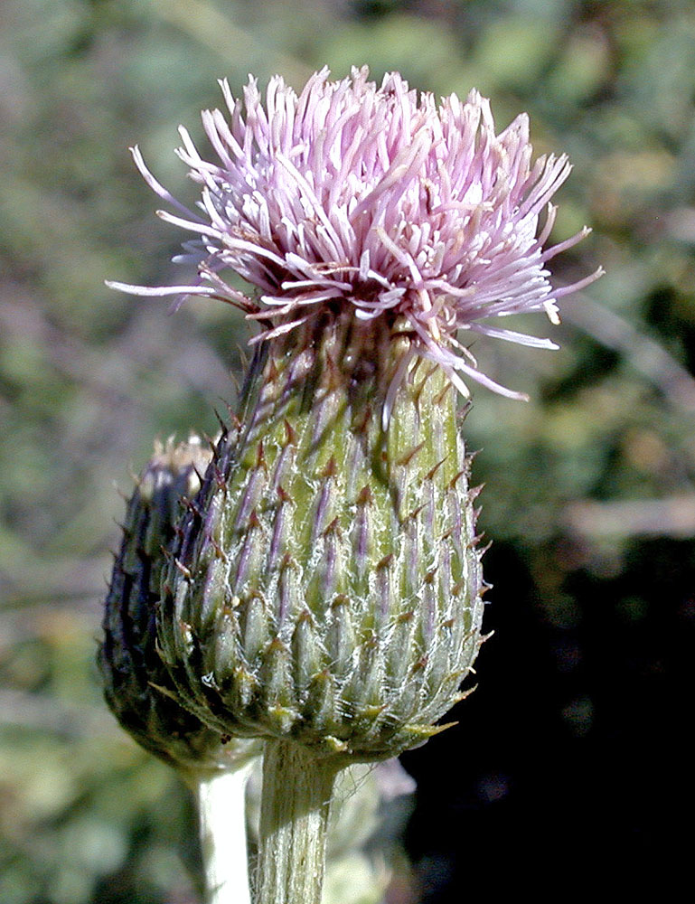 Flora of Eastern Washington Image: Cirsium arvense