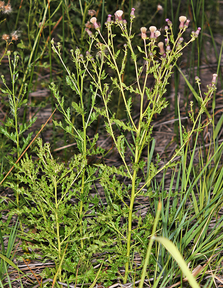Flora of Eastern Washington Image: Cirsium arvense