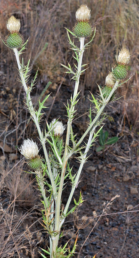 Flora of Eastern Washington Image: Cirsium brevifolium