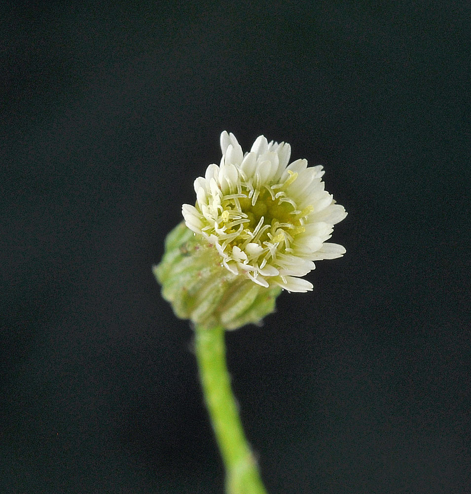 Flora of Eastern Washington Image: Conyza canadensis