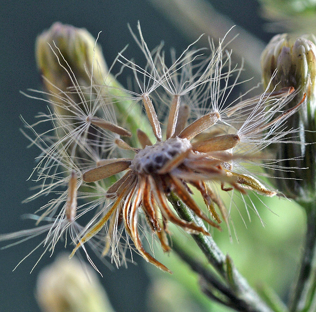 Flora of Eastern Washington Image: Conyza canadensis