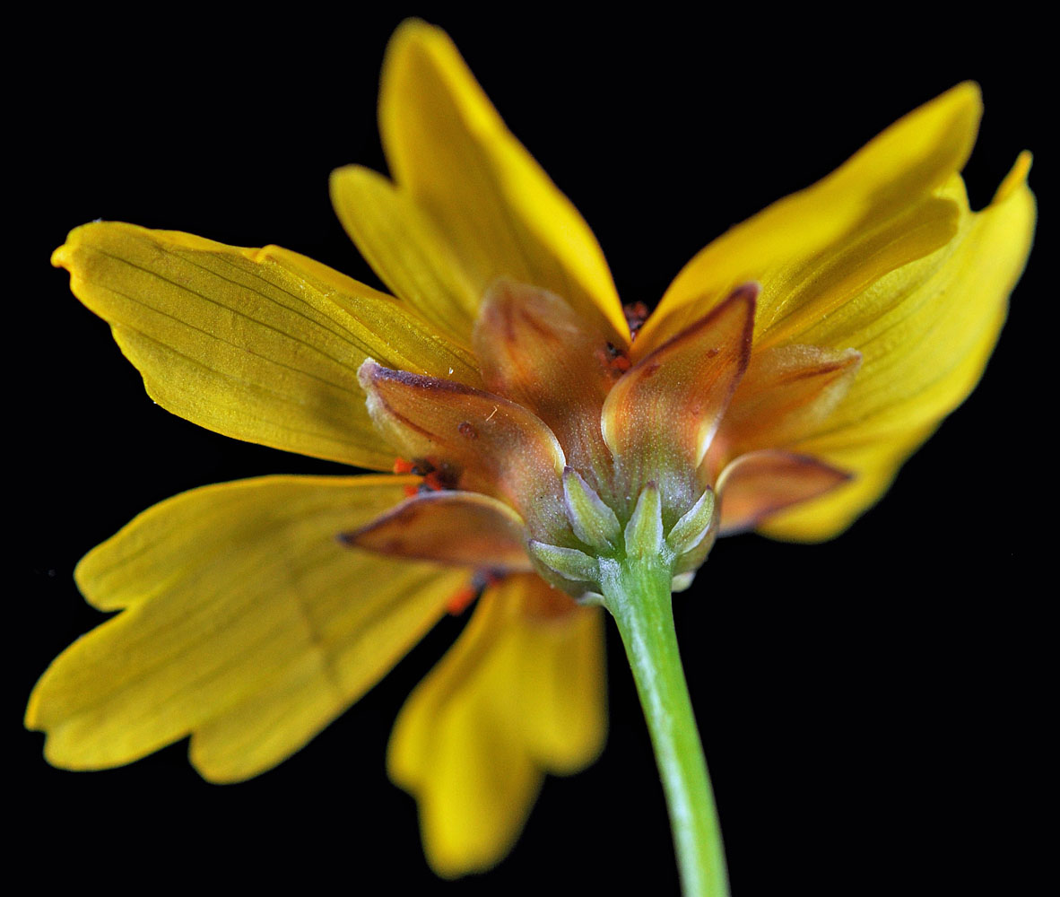 Flora of Eastern Washington Image: Coreopsis tinctoria