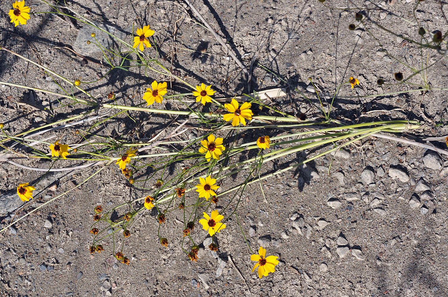 Flora of Eastern Washington Image: Coreopsis tinctoria